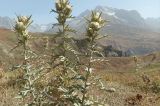 Cirsium turkestanicum