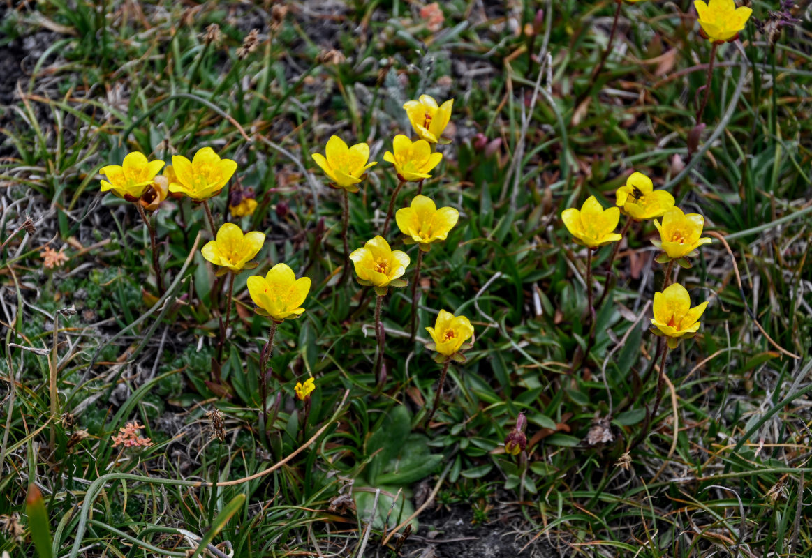 Image of Saxifraga hirculus specimen.