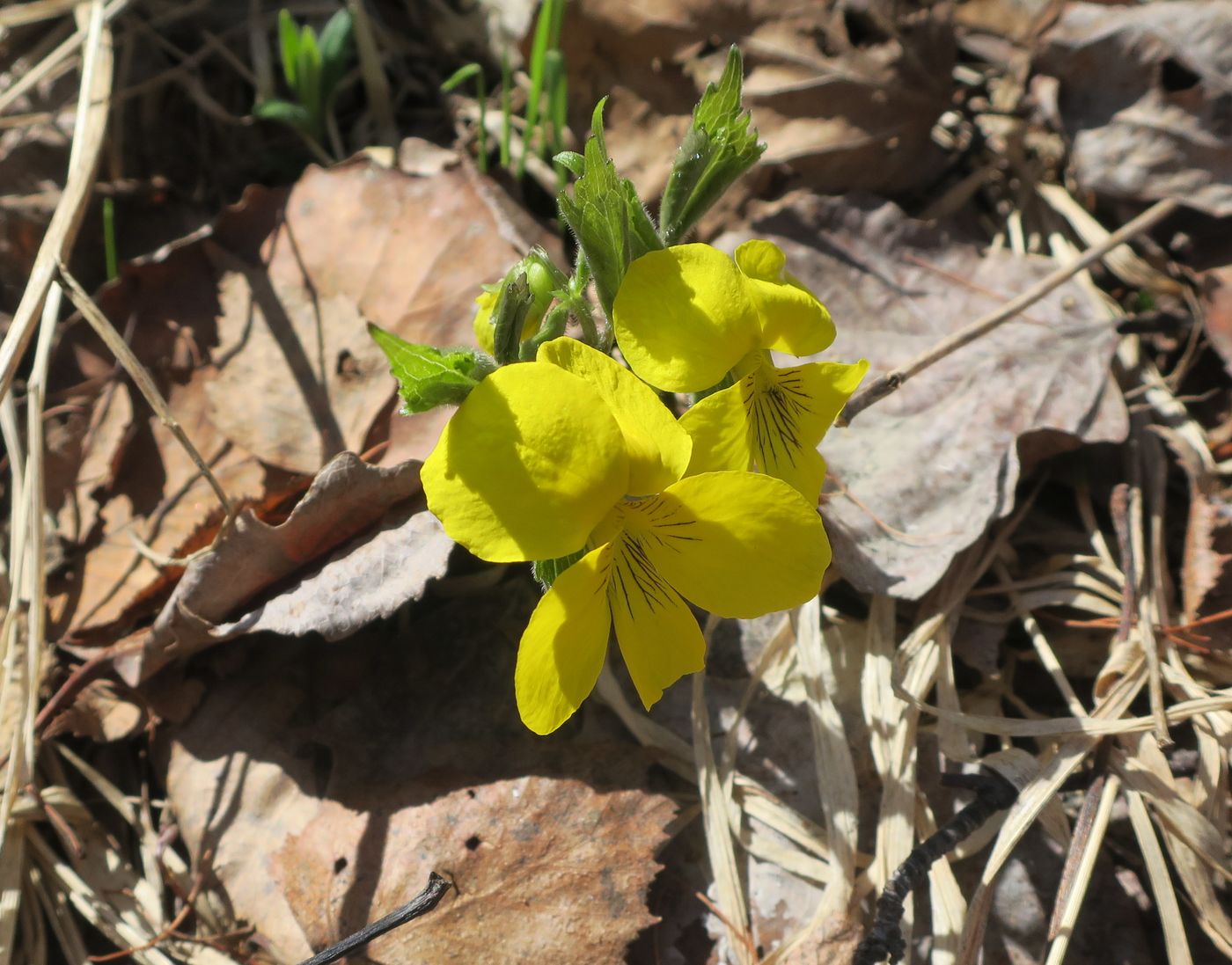 Image of Viola uniflora specimen.