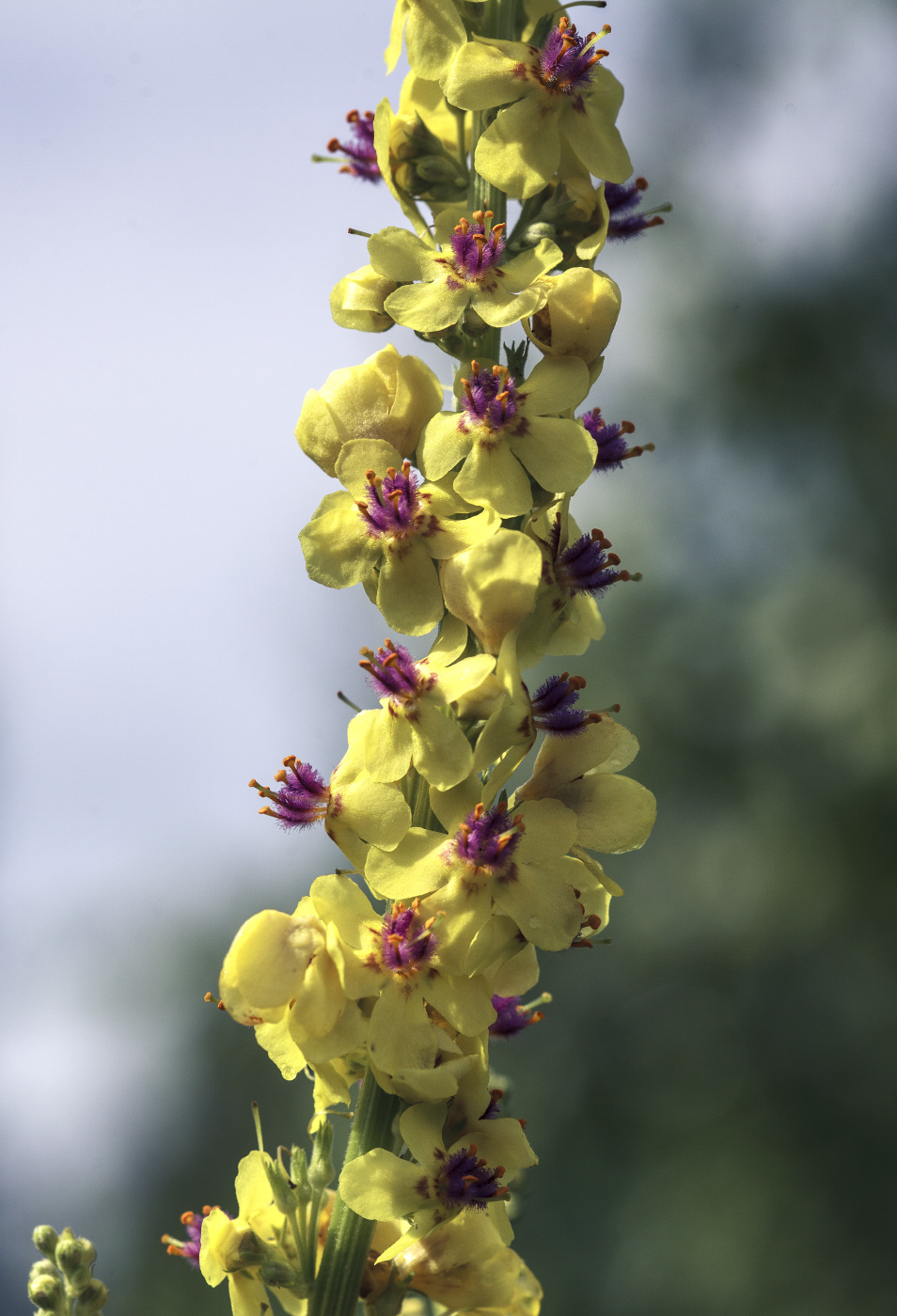 Image of Verbascum marschallianum specimen.