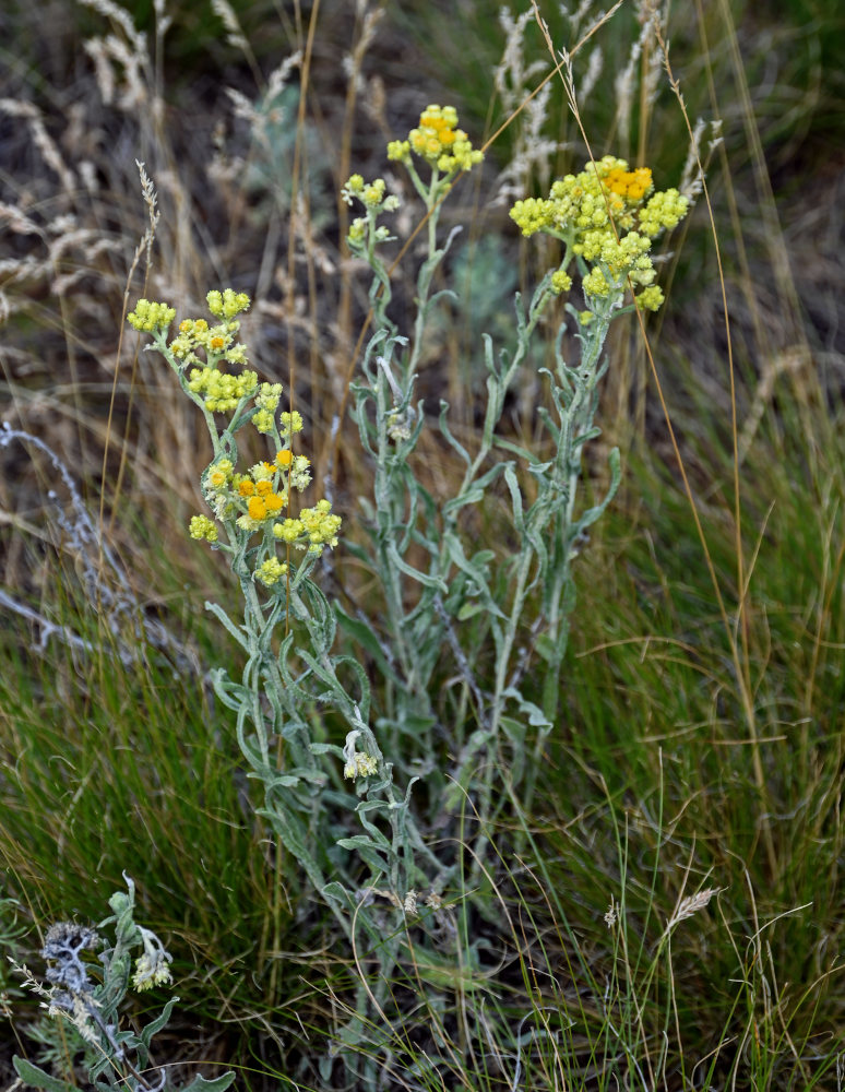 Image of Helichrysum arenarium specimen.