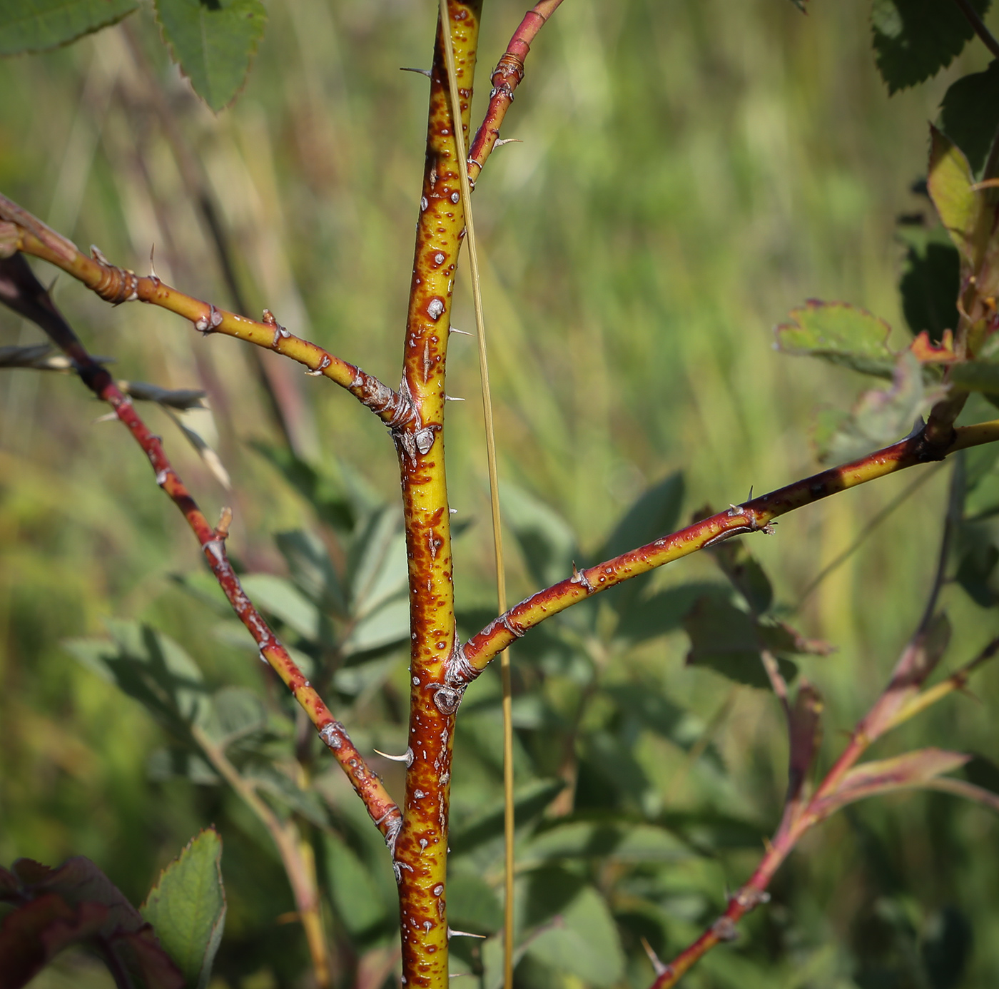 Image of Rosa cinnamomea specimen.