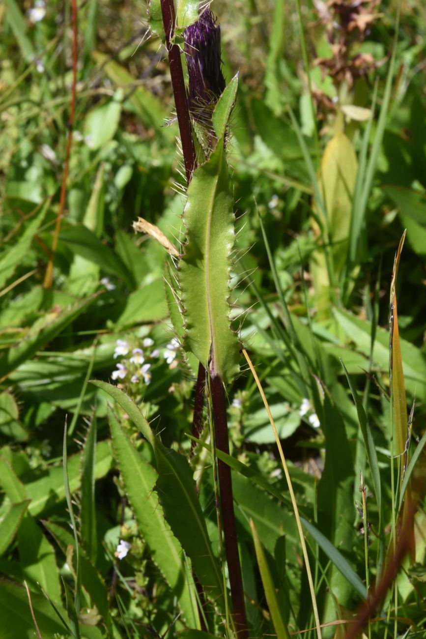 Изображение особи Cirsium simplex.