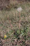 Taraxacum pobedimovae