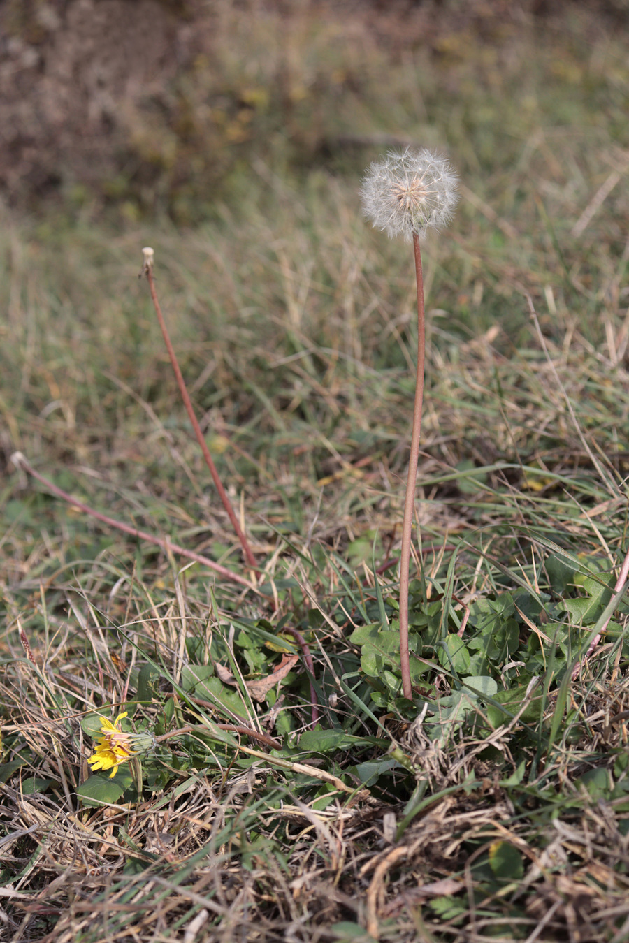 Image of Taraxacum pobedimovae specimen.