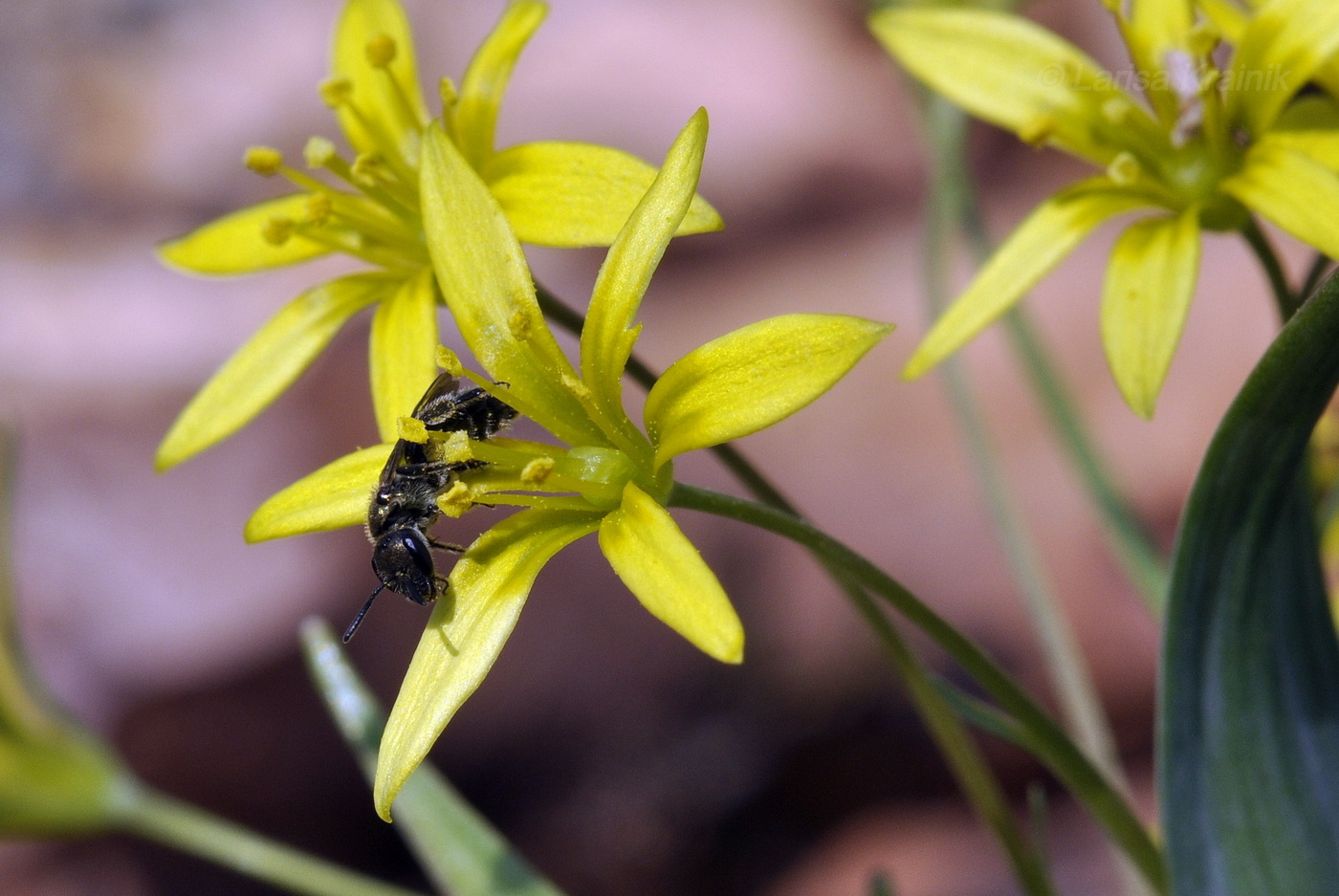 Image of Gagea terraccianoana specimen.