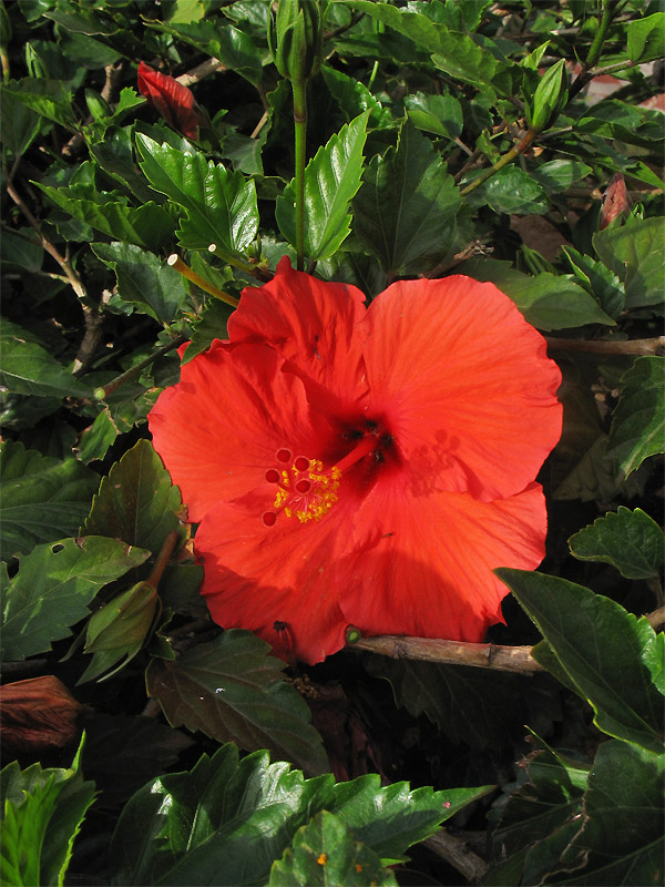 Image of Hibiscus rosa-sinensis specimen.