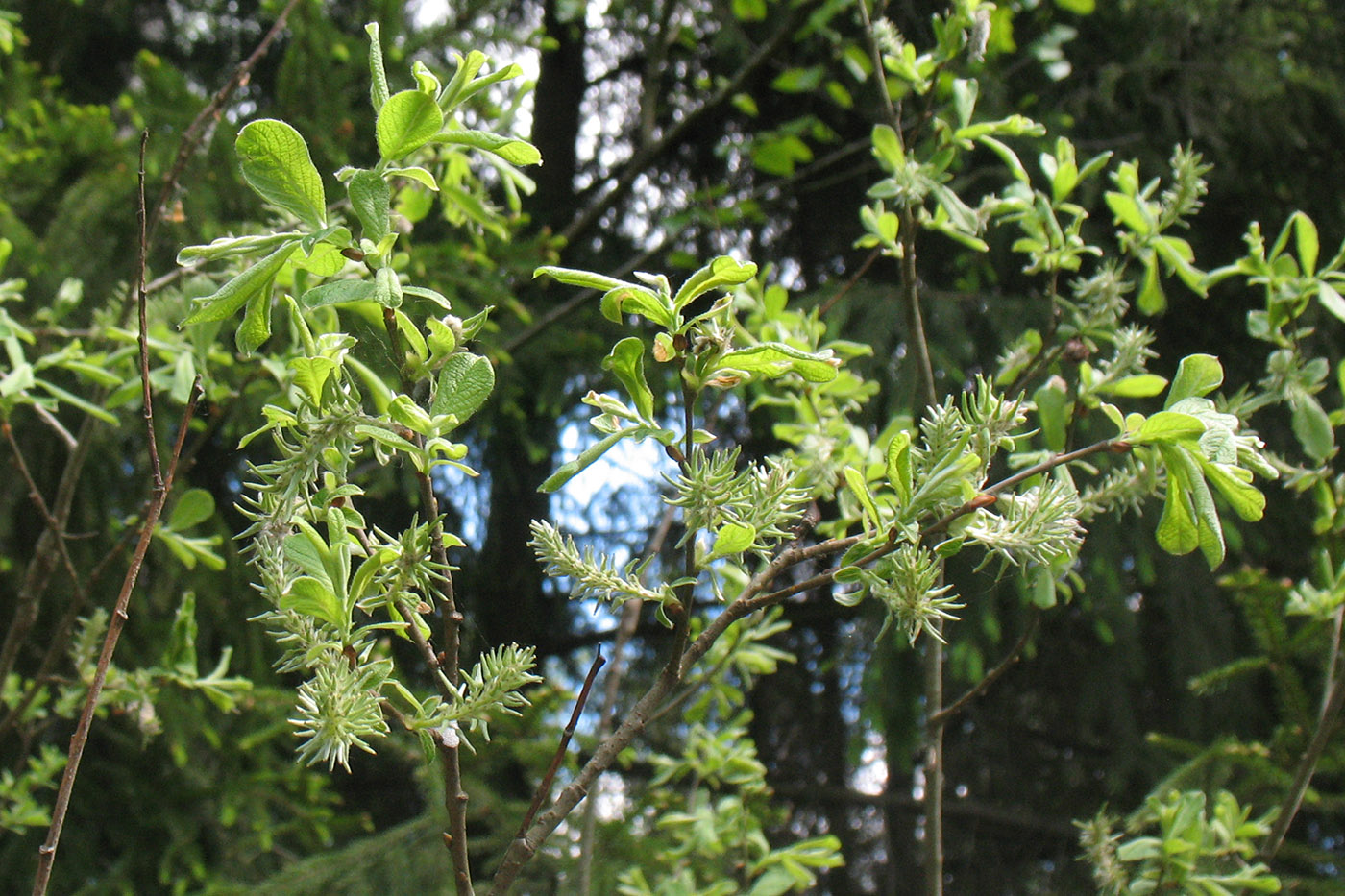 Image of Salix aurita specimen.