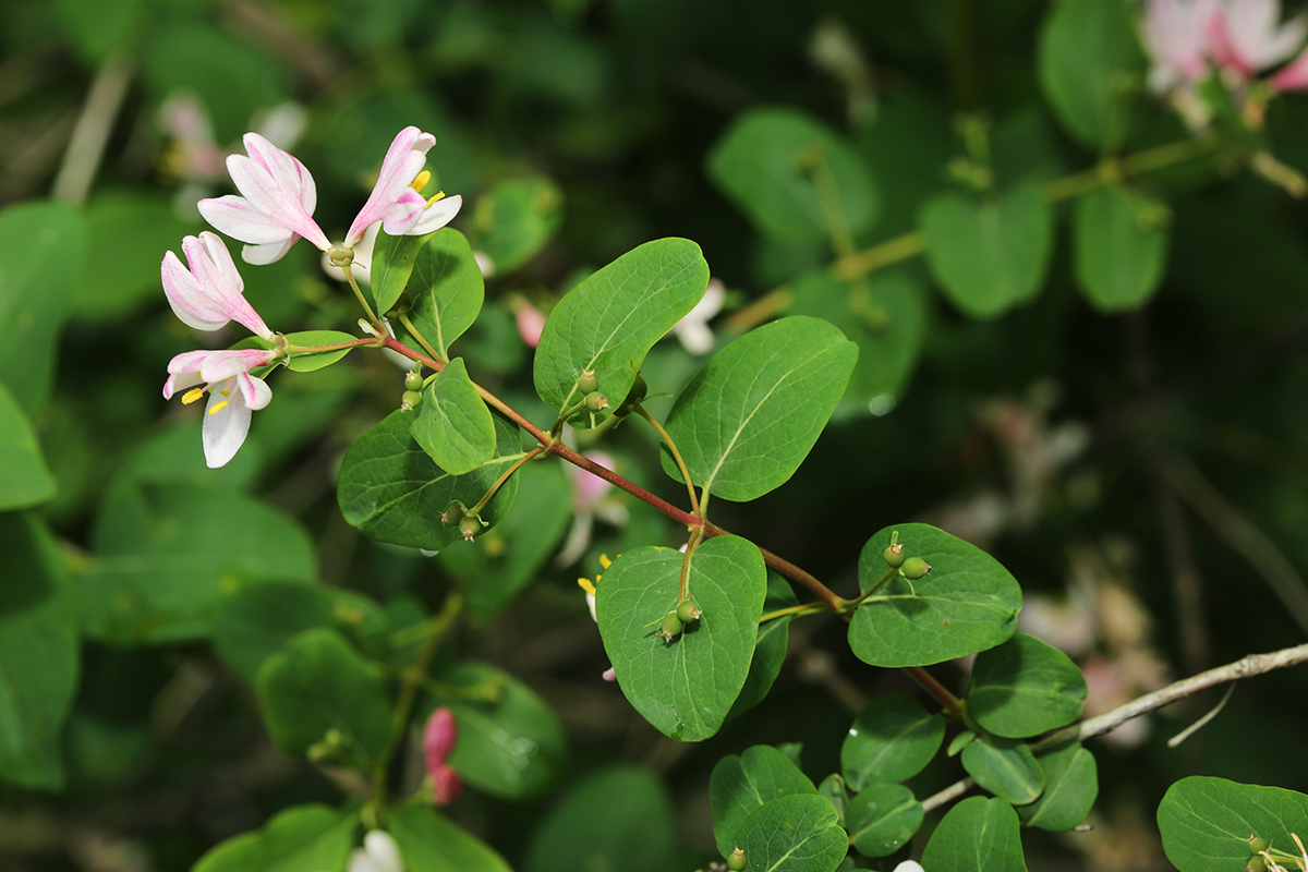 Image of Lonicera tatarica specimen.