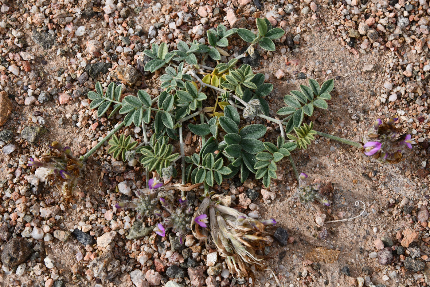 Image of Astragalus amabilis specimen.