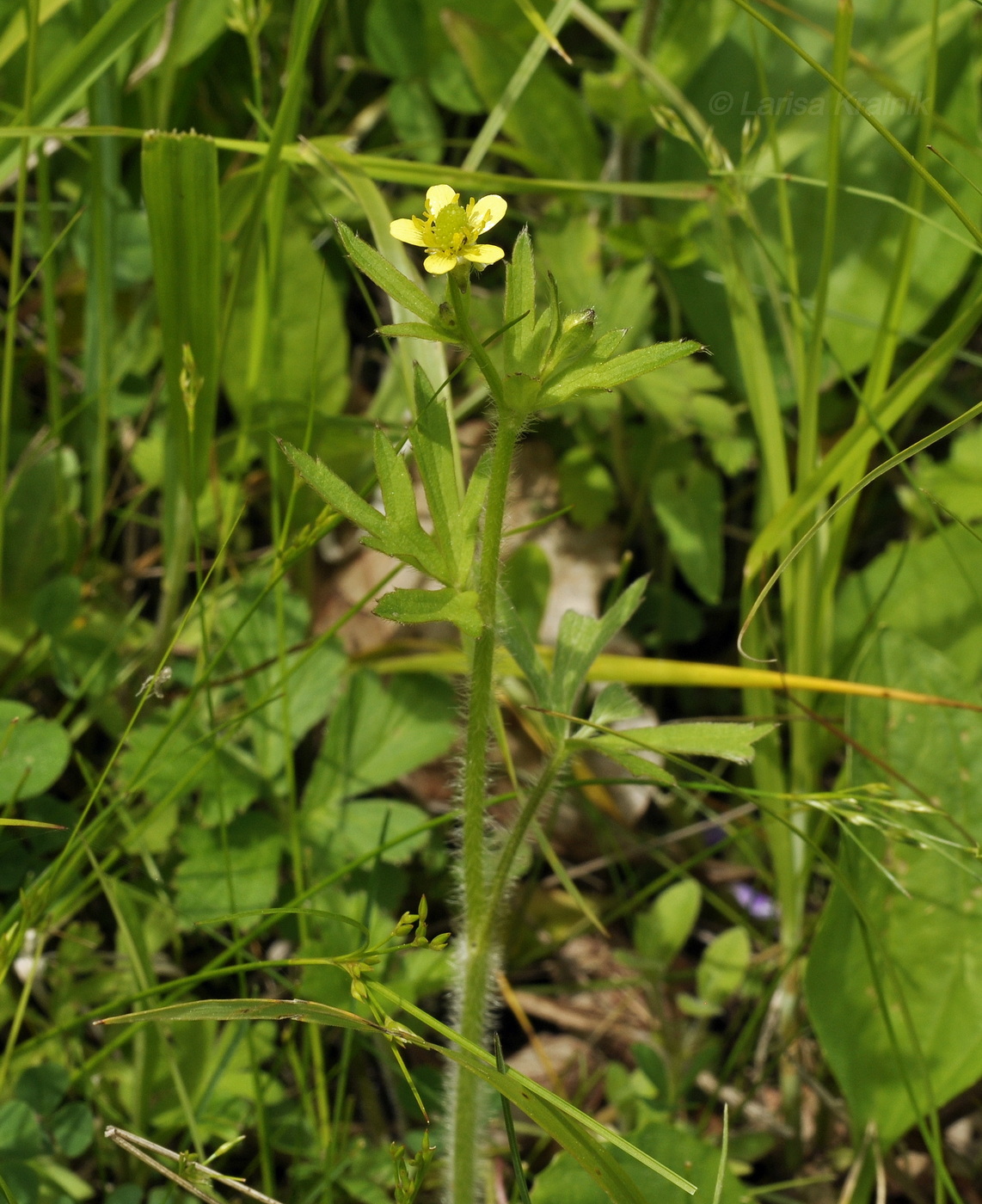 Image of Ranunculus chinensis specimen.