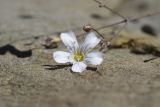 Gypsophila elegans. Цветок и бутон. Чечня, Шаройский р-н, 2 км выше по долине р. Чадыри от с. Чайры, выс. ок. 1750 м н.у.м., берег реки. 24 июня 2024 г.