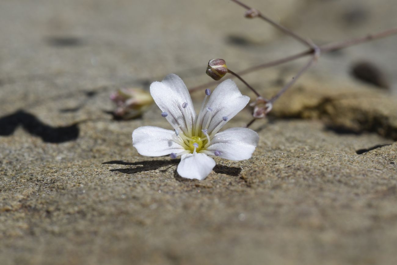 Image of Gypsophila elegans specimen.