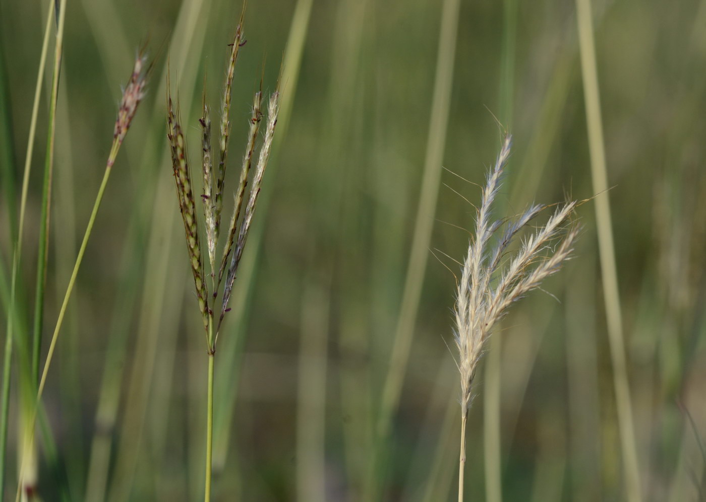 Изображение особи Bothriochloa ischaemum.