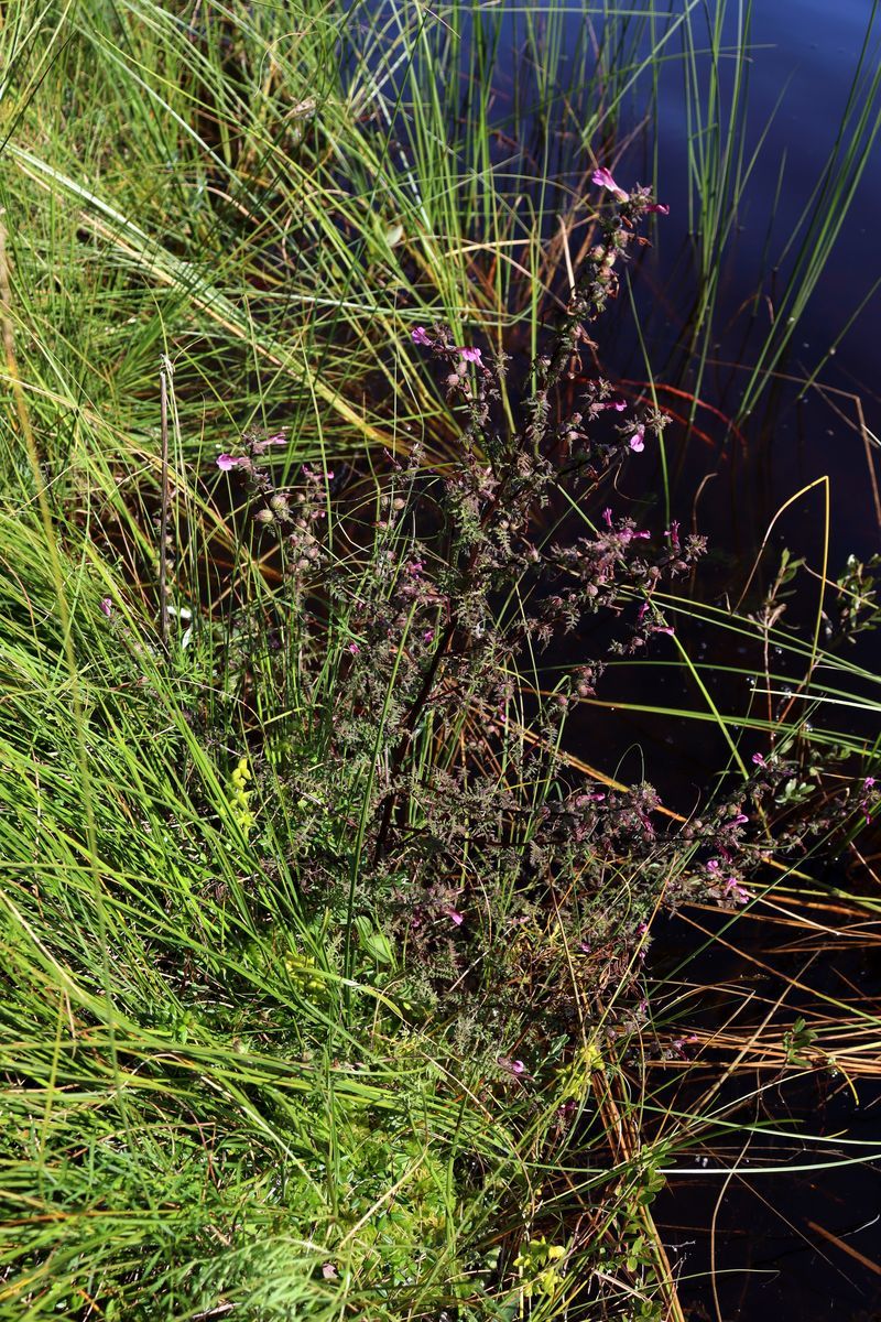 Image of Pedicularis palustris specimen.