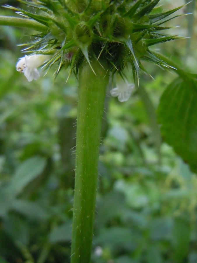 Изображение особи Galeopsis tetrahit.