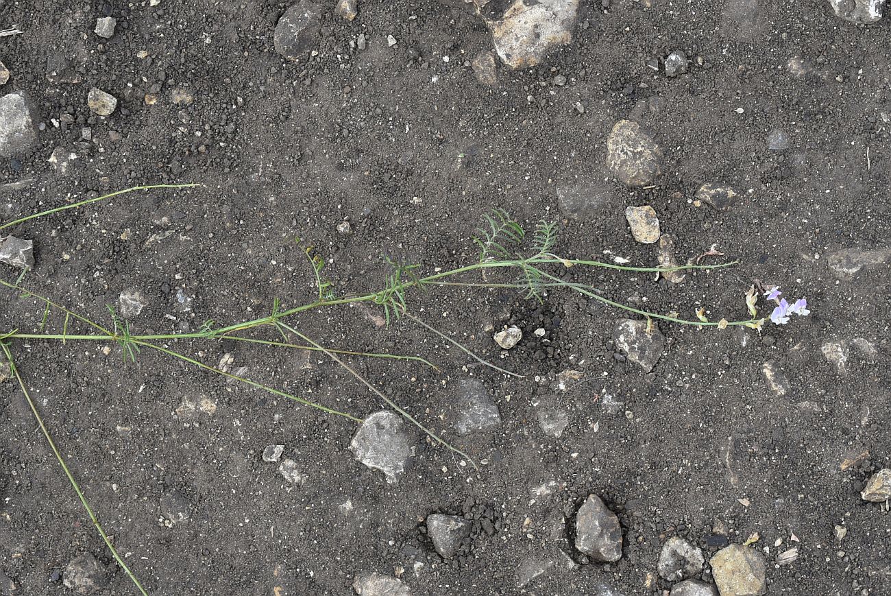 Изображение особи Astragalus austriacus.