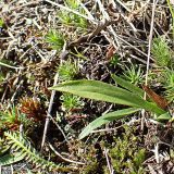 Spiranthes australis. Листья. Хабаровский край, окр. г. Комсомольск-на-Амуре, дол. руч. Тёплый ключ, у грунтовой дороги. 14.08.2024.