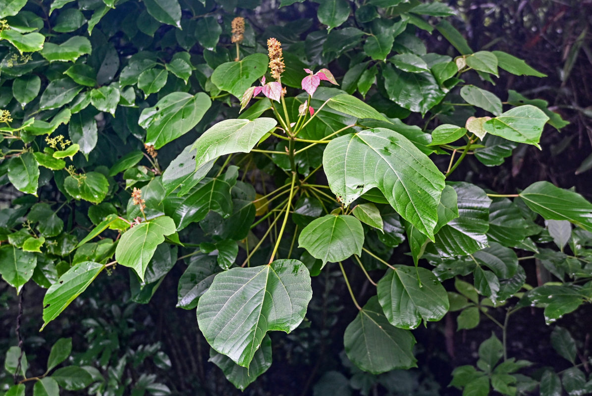 Изображение особи Mallotus nepalensis.