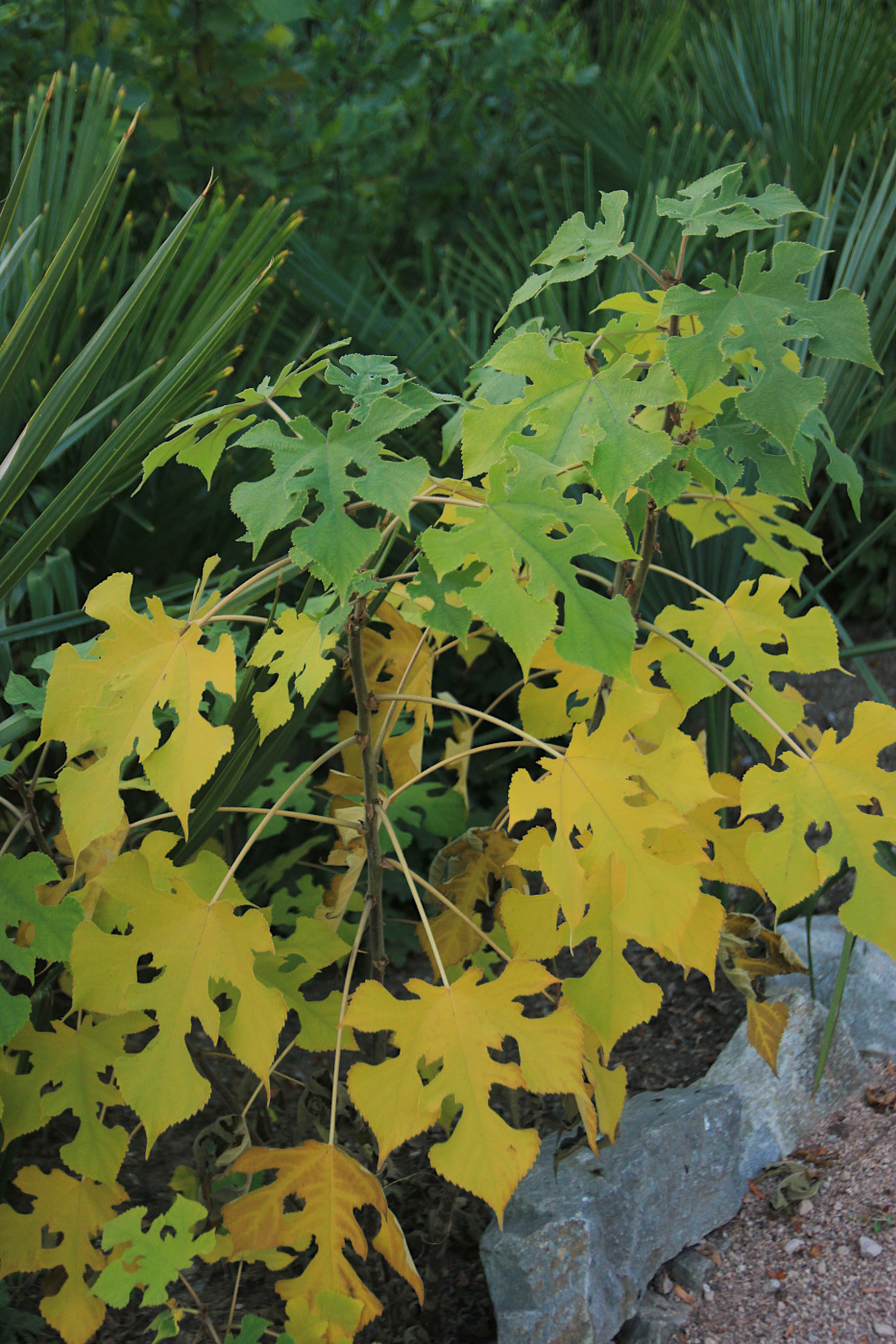 Image of Broussonetia papyrifera specimen.