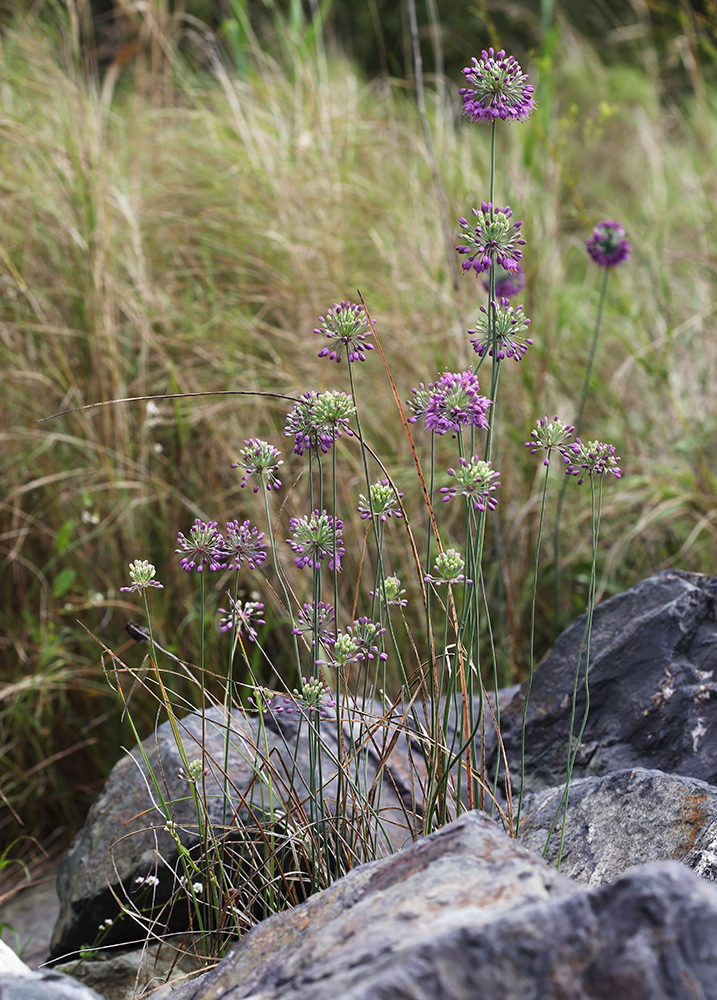 Изображение особи Allium sacculiferum.