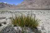 семейство Poaceae. Плодоносящее растение. Таджикистан, Горно-Бадахшанская автономная обл., Ишкашимский р-н, Южно-Аличурский хр., дол. оз. Харгуш, выс. ≈ 4254 м н.у.м., песчано-галечниковое дно долины. 3 июля 2024 г.