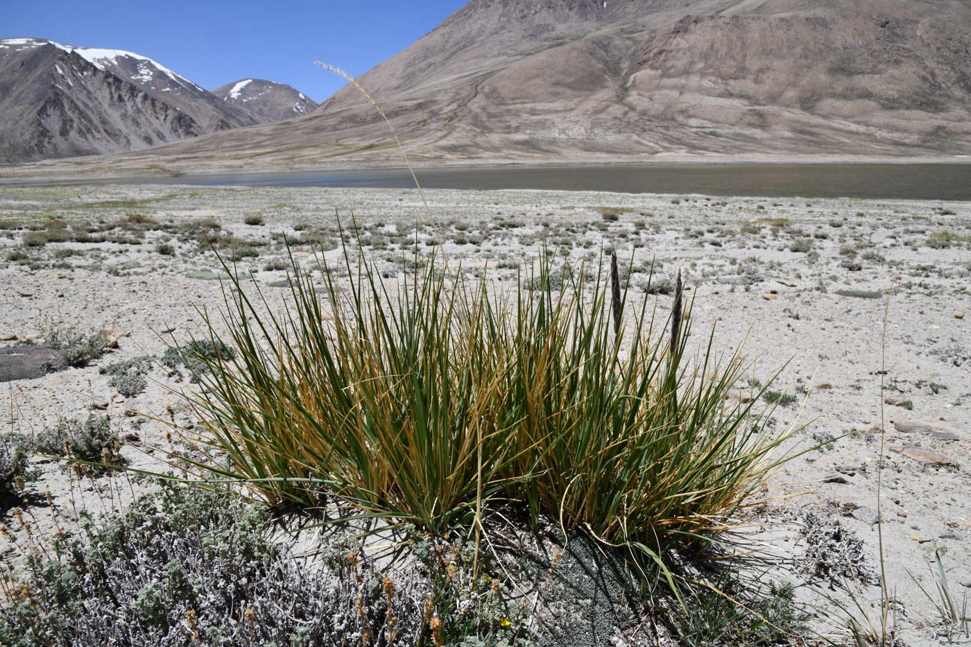 Image of familia Poaceae specimen.