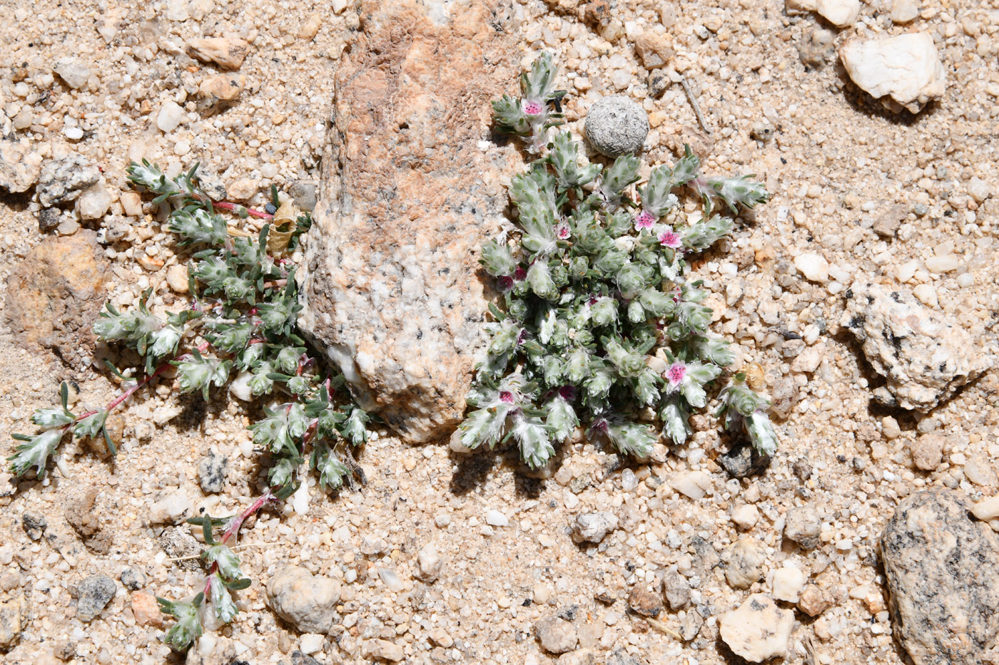 Изображение особи Polygonum molliiforme.