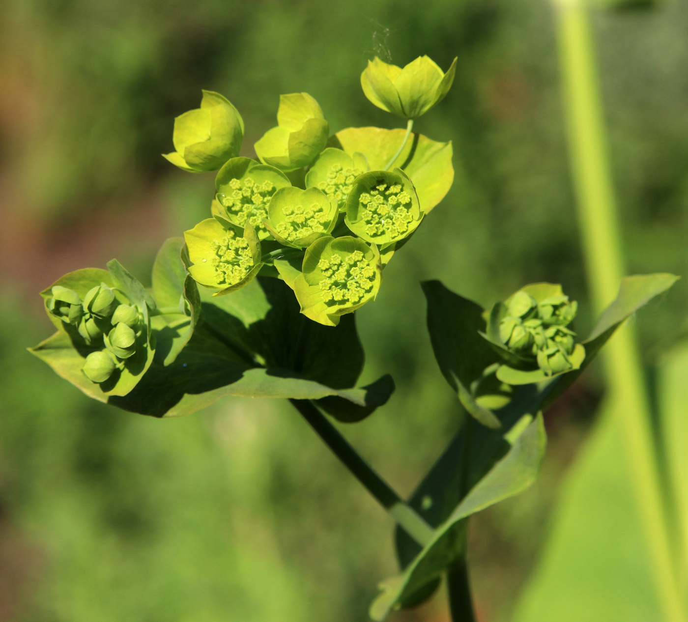 Image of Bupleurum longifolium ssp. aureum specimen.