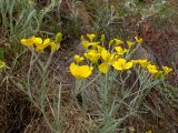 Ranunculus illyricus. Верхние части цветущих и плодоносящих растений. Крым, Южный Берег, с-в склон горы Аю-Даг, редколесье, каменистый склон. 25.05.2024.