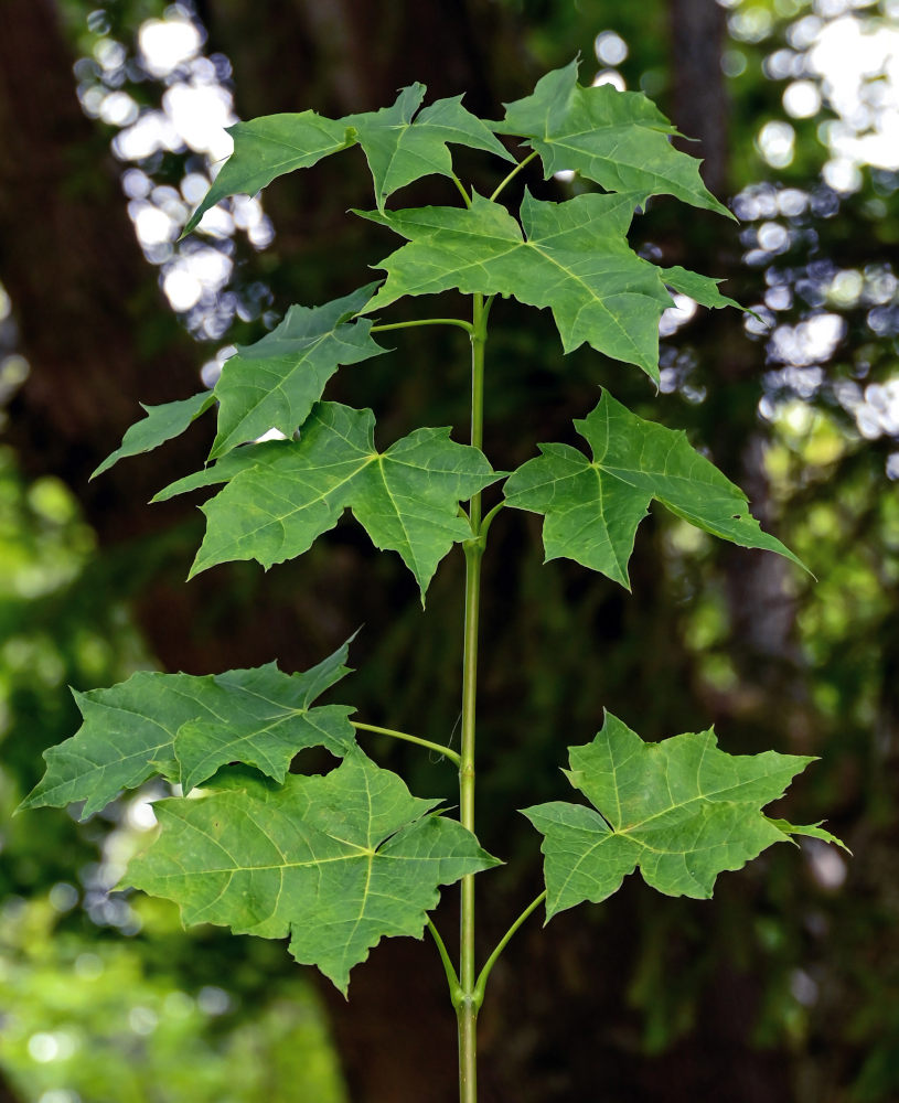 Image of Acer platanoides specimen.