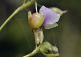 Murdannia nudiflora