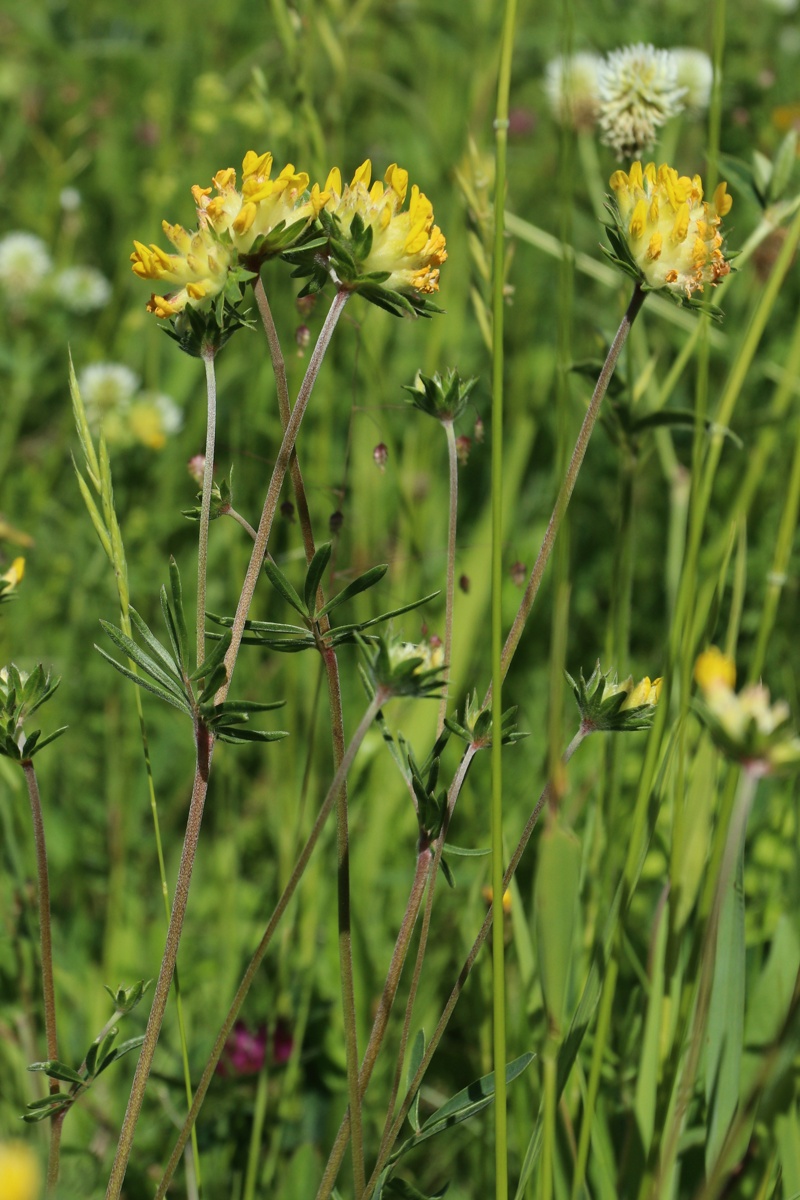 Image of Anthyllis vulneraria specimen.