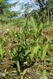 Epipactis atrorubens. Бутонизирующее растение в сообществе с Convallaria majalis и зелёными мхами. Ленинградская обл., Волосовский р-н, окр. Кюрлевского карьера, опушка елово-соснового зеленомошно-травяного леса на карбонатной почве. 22.06.2024.