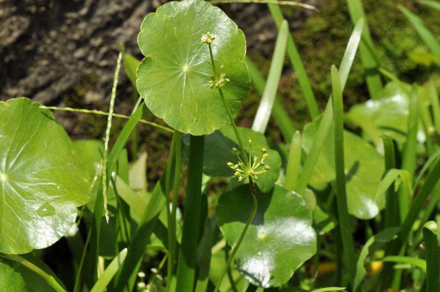 Изображение особи род Hydrocotyle.