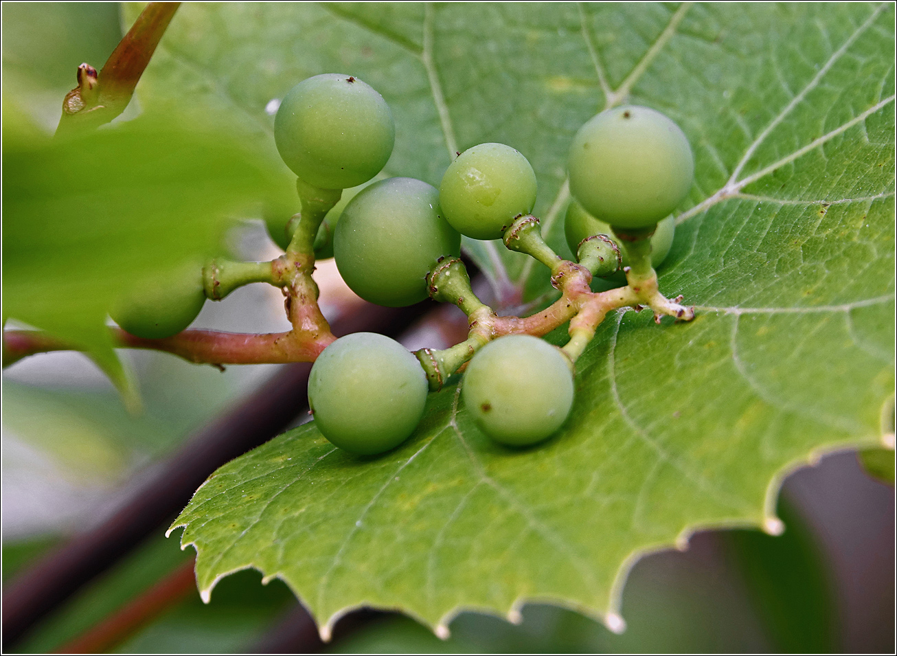 Изображение особи Vitis &times; labruscana.