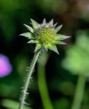 Knautia arvensis