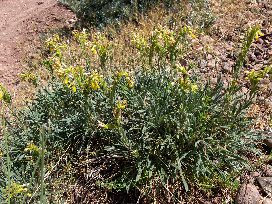 Изображение особи Onosma taurica.