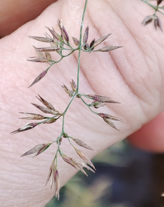 Image of Calamagrostis purpurea specimen.