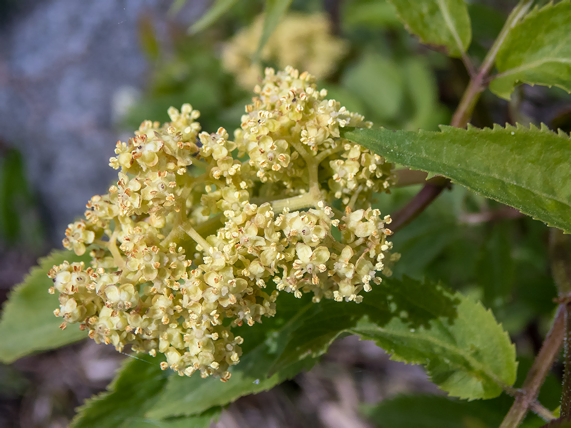 Image of Sambucus racemosa specimen.