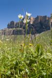 Parnassia palustris. Цветущие растения.Кабардино-Балкария, Черекский р-н, окр. с/п Верхняя Балкария, юго-западный склон горы Айдарука-Цырт, ≈ 2200 м н.у.м., субальпийский луг. 29.07.2024.