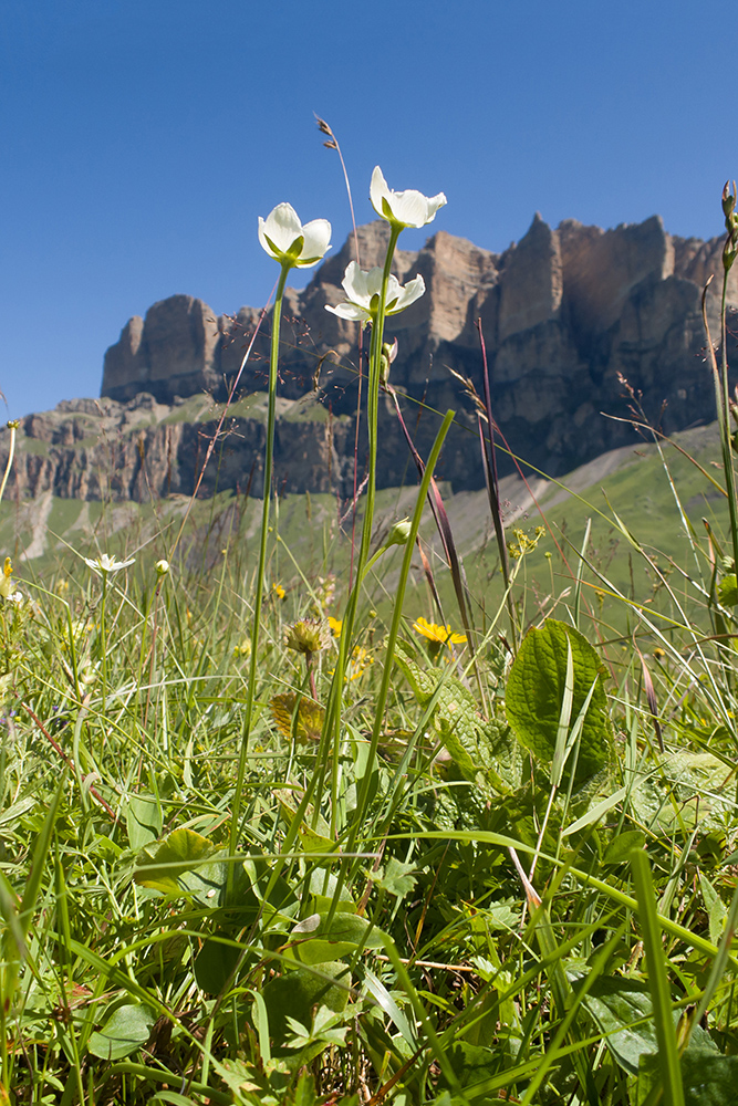 Image of Parnassia palustris specimen.