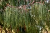 View full-size image Pinus patula
