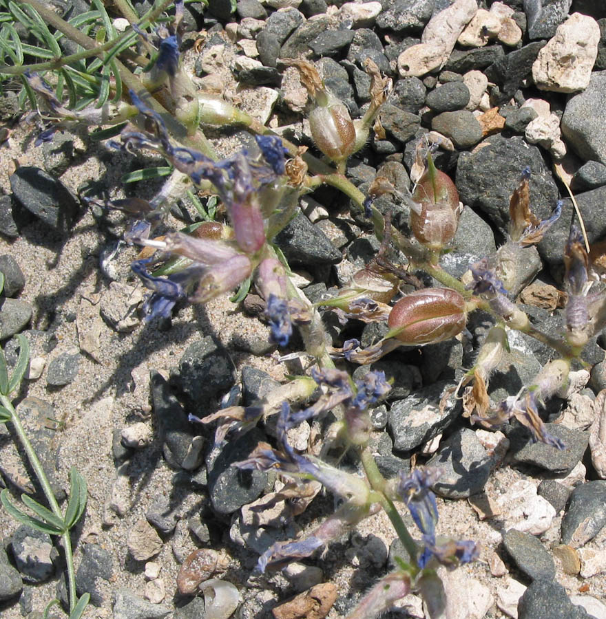 Image of Oxytropis prostrata specimen.