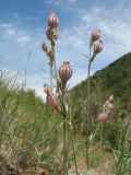 Смотреть изображение Silene brahuica
