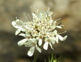 View full-size image Cephalaria uralensis