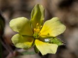 Смотреть изображение Helianthemum salicifolium