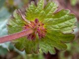 Смотреть изображение Lamium amplexicaule