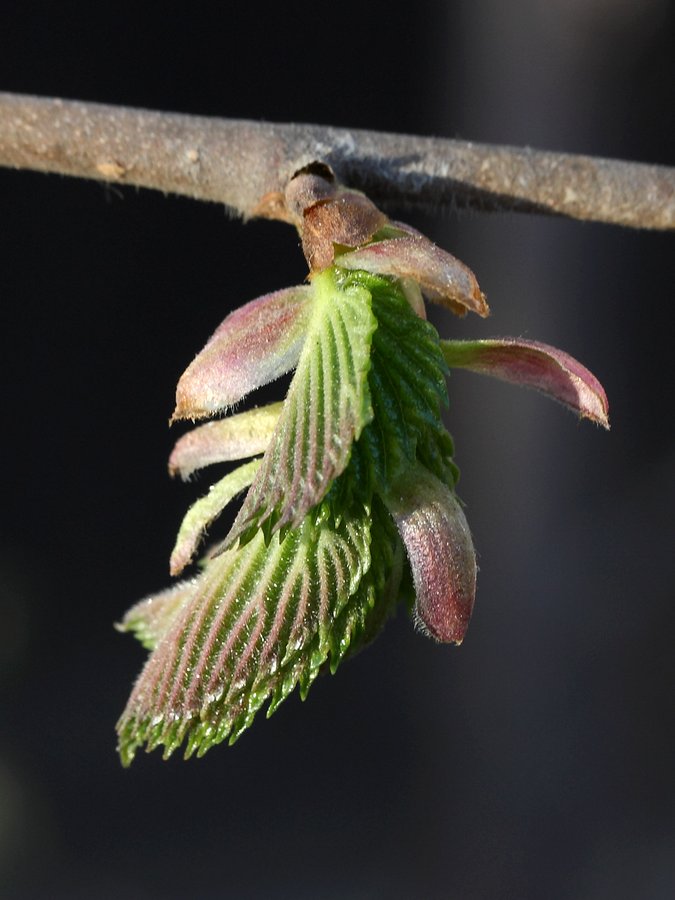 Изображение особи Ulmus laevis.