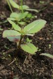 View full-size image Impatiens glandulifera